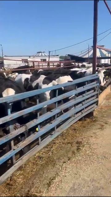 Голштины канадские 700 голов возраст 12-18 месяцев вес 380-4 смотреть онлайн