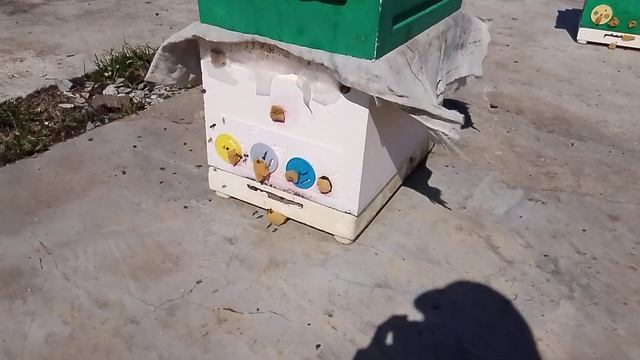 Корм есть, подкорку-мед не даю. Семья требует расширен? смотреть онлайн