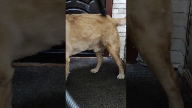 Лео дружит с пылесосом #уборкадома #собака #labrador #пылес смотреть онлайн