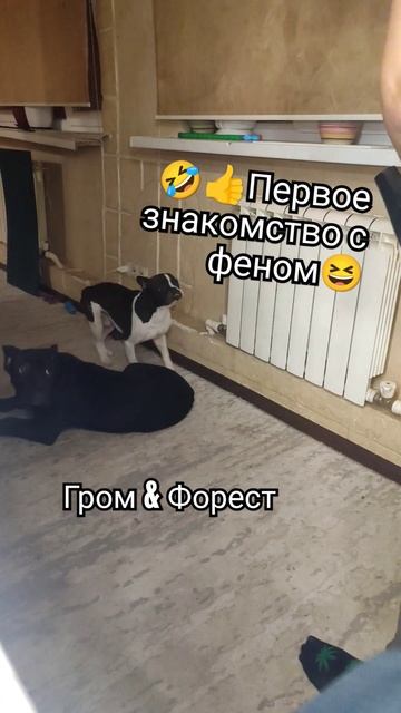 СУШКА ФЕНОМ. ПОПЫТКА№1. НЕУДАЛОСЬ(( #canecorso #липецк #подп? смотреть онлайн