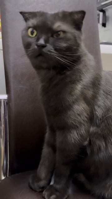 #сегодня #какую кашу ели ☝🏻🐈⬛❤️#совет #от #котика смотреть онлайн