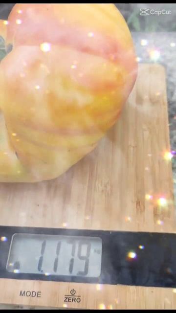 Томаты весом более одного килограмма выращенные в теп смотреть онлайн