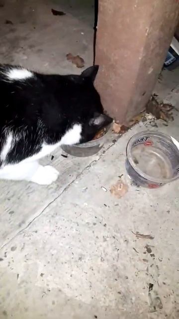 Кот Олег и Алиса едят после Яндекс Такси #shorts смотреть онлайн