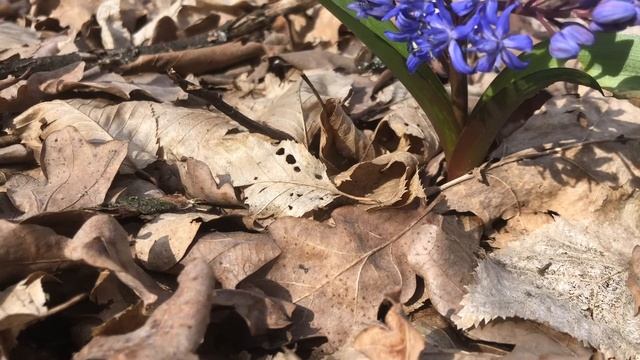 Секрет и знак зодиака Весы/характер/гороскоп/астролог смотреть онлайн