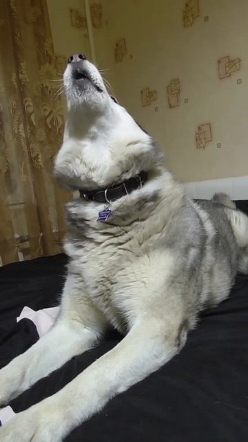 Хаски показывает звук пылесоса смотреть онлайн