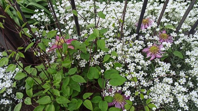 Зацвёл клематис "Кайзер". смотреть онлайн