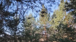 Родственник руководства в работе по найму в организации