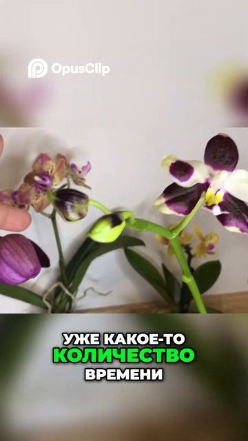 Зеленая зависть (Green Envy): Почему мои цветы не распускаю? смотреть онлайн