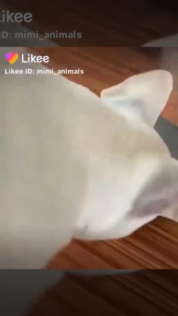 собака и робот пылесос для квартиры смотреть онлайн