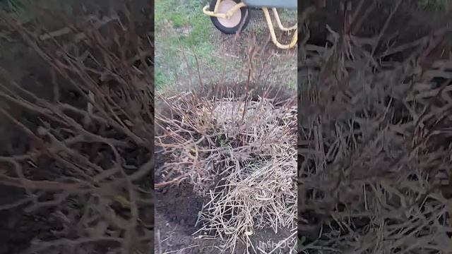 Как правильно мульчировать садовые растения | #огород смотреть онлайн