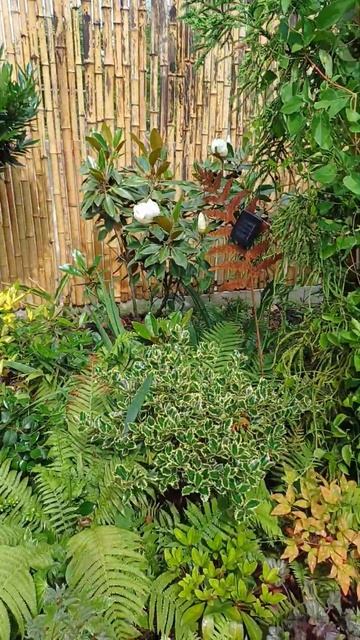 31 мая 2024 года. цветет южный сад. первые цветы на магнол? смотреть онлайн