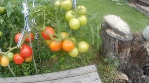 Томат Феня. Ведро с куста!