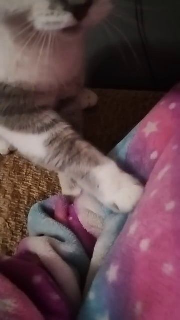 Кото-массаж 🥰 Ох уж эти лапки 😍 #cat #веселыекоты #видо? смотреть онлайн