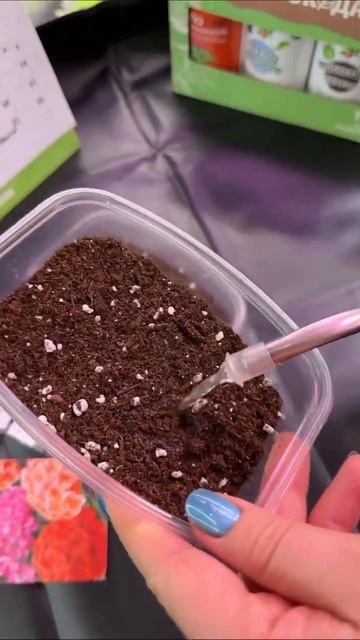 Технология выращивания пеларгонии🌱👌🏻🌸 #пеларгон? смотреть онлайн