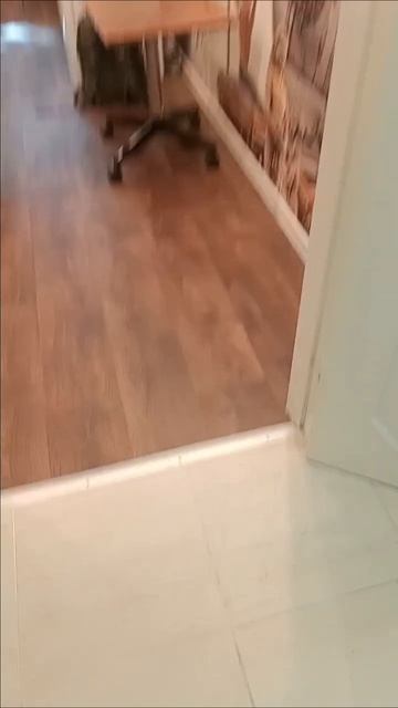 пойдешь холодильник проверять Мур 18 Августа 2024. #кот смотреть онлайн