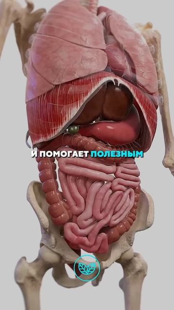 Что будет, если есть гранаты каждый день? смотреть онлайн