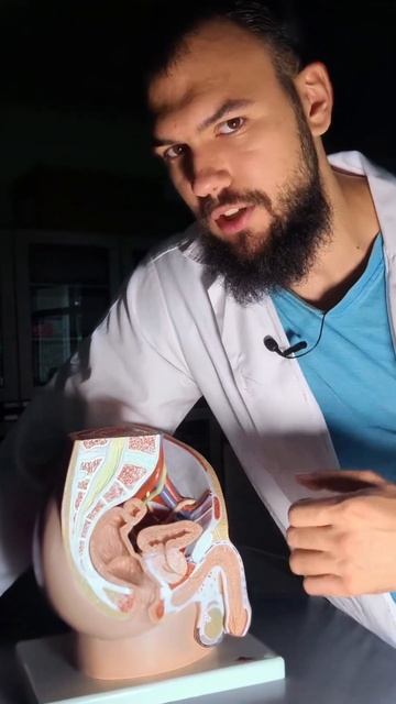 Массаж Простаты - Что это? #анатомия #anatomy #доктор #биоло смотреть онлайн