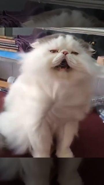 КОТ ПОД ФЕНОМ! смотреть онлайн