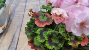 #844. Цветение пеларгонии,выращенной в квартире под лам?