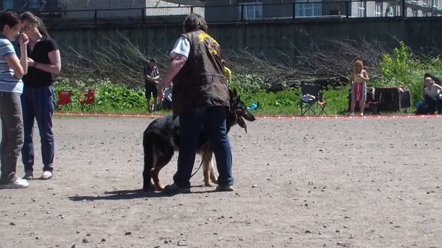 allbestdog.ru кобели ветераны смотреть онлайн