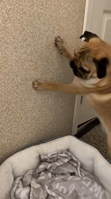 Фонарик #фонарик #свет #жизньрыжегомопсаПашки #apricot #pugs смотреть онлайн
