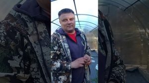 Прививка ели нидиформис огромными черенками.