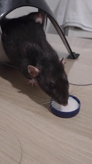 Домашний крыс Черри ест кефир #rat #cute #крыса #крыски смотреть онлайн