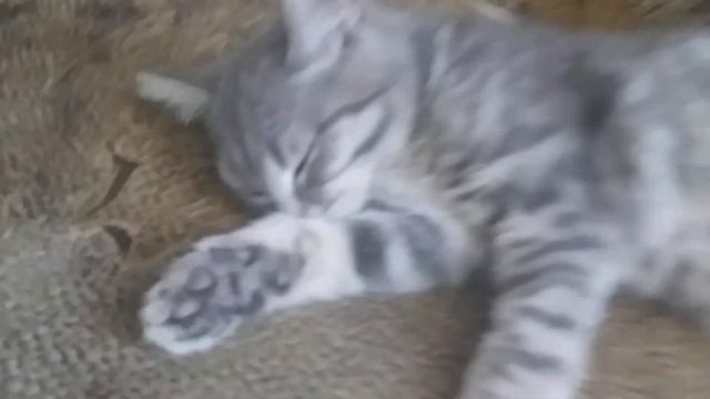 Кот не хочет просыпаться смотреть онлайн