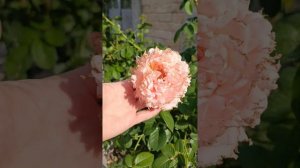 Роза ПОЛЬКА непрерывного цветения 🌹👍