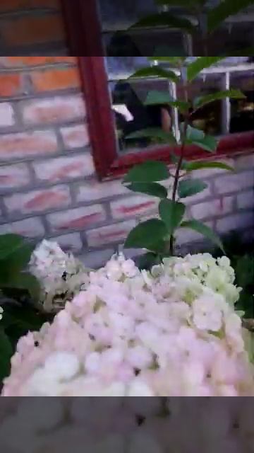 Гортензия Сандей Фрайз