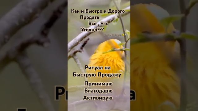 БЫСТРО И ДОРОГО ПРОДАТЬ ! #феншуй #РИТУАЛ #продажи #псих смотреть онлайн
