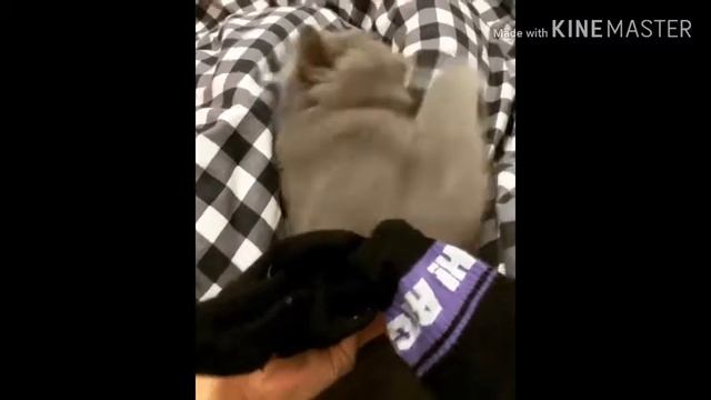 Приколы про котов смешно до слез 🤣😂. Смотреть всем!!!
