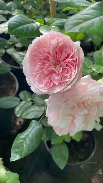 Роза «Шато Барберолис»🥀 Каталог rozi-yulii.ru🥀 #саженцыро смотреть онлайн