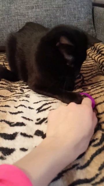 Cats Black Cats/коты чёрные коты #cat #blackcat #котики #смешно #смех смотреть онлайн