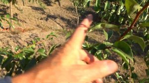 Груша АББАТ ФЕТЕЛЬ