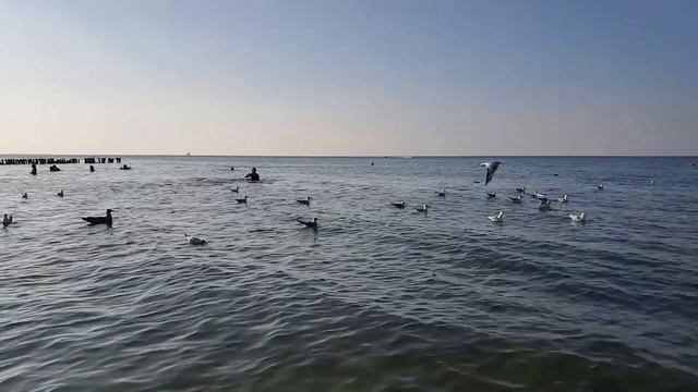 🌞Калининградская область, воздух в некоторых района? смотреть онлайн