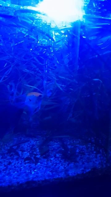 Умный свет. режим освещения ультрафиолетовый. смотреть онлайн