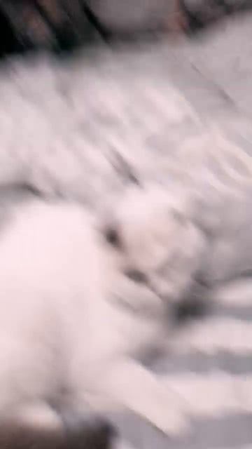 мама сшила мне штаны из березовой