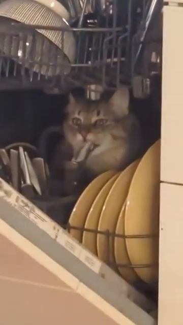 вся правда о том, как на самом деле работает посудомой? смотреть онлайн