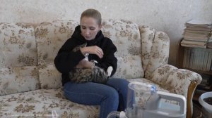 Как подстричь кота в домашних условиях? Обзор набора д