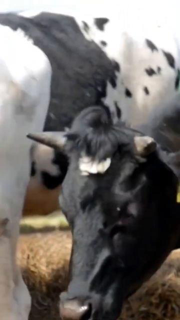 Продажа молочных пород КРС. Нетели молочных пород куп? смотреть онлайн