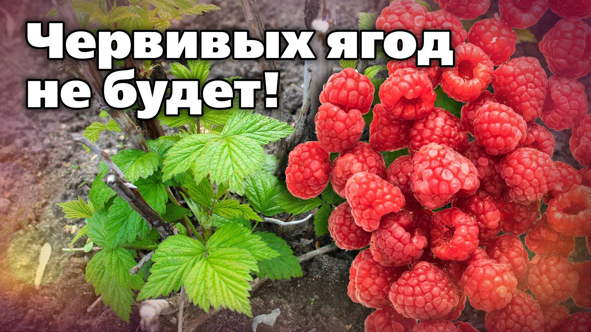 Обработки малины от вредителей. Бонус - совет по ремонтантной малине смотреть онлайн