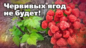 Обработки малины от вредителей. Бонус - совет по ремонтантной малине