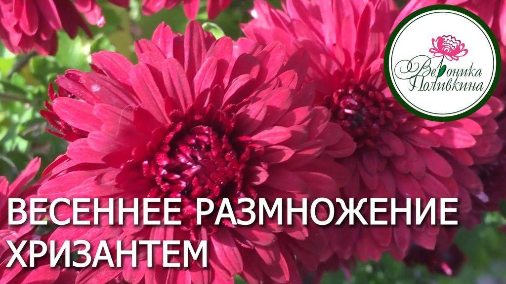 ВЕСЕННЕЕ РАЗМНОЖЕНИЕ КОРЕЙСКИХ ХРИЗАНТЕМ смотреть онлайн