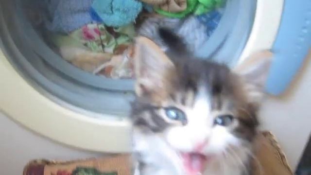 Кот псина и стиральная машина смотреть онлайн