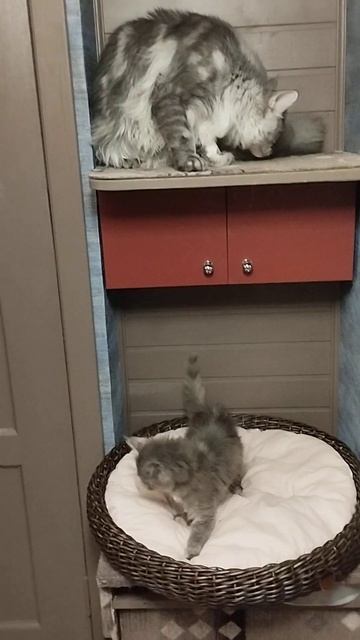 Кошечка мейн-кун ,голубо-кремовая черепашка и котик . смотреть онлайн