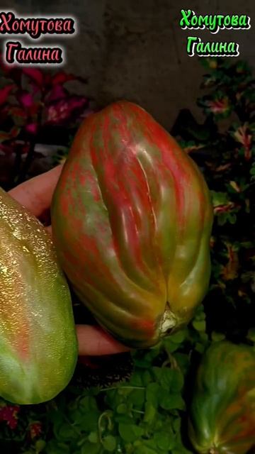 Продажа семян с 1 октября! Подпишись чтоб не пропустит? смотреть онлайн