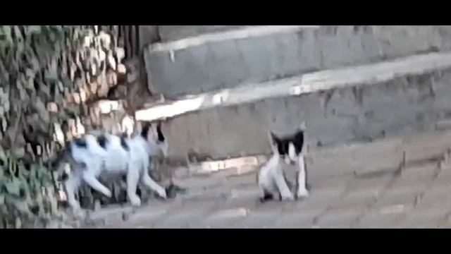 #юмор 🤩КОШКИ ПРИКОЛИСТКИ😻 смотреть онлайн