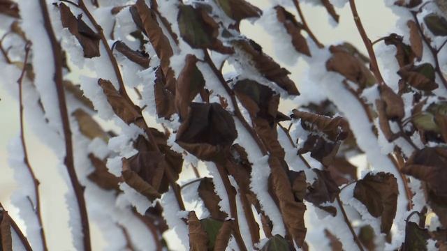 Погода в Братске на выходные смотреть онлайн