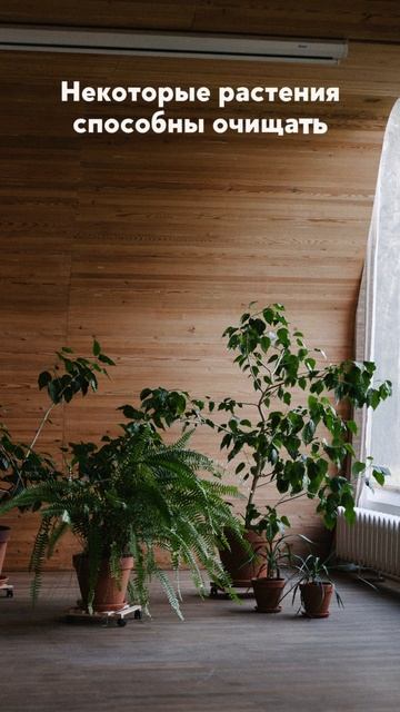 Растения и очистка воздуха смотреть онлайн